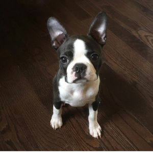 Meet your Posher, Willie